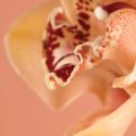 highres peach orchid opacity i | 3form